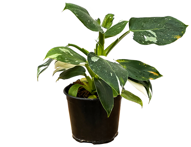 similar to philodendron Philodendron White Wizard | 6" Pot | Easy Care Houseplant