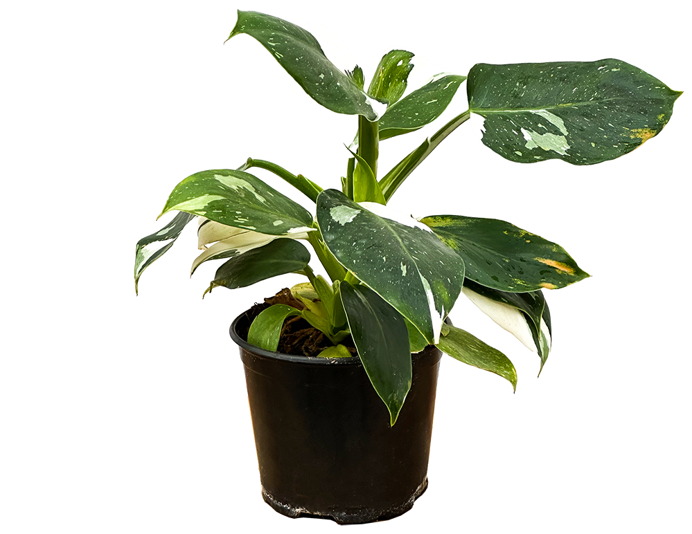 Philodendron White Wizard (M)