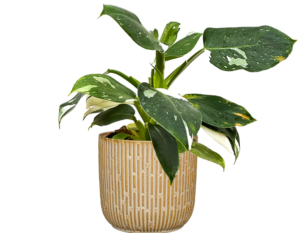 philodendron white wizard marble Philodendron White Wizard | 6" Pot | Easy Care Houseplant