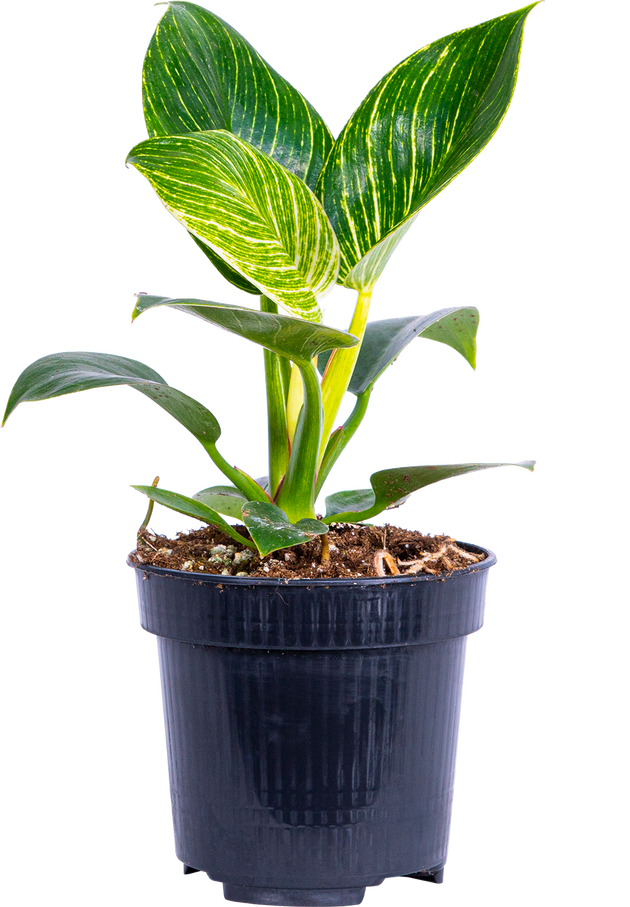 philodendron birkin pot Philodendron Birkin | 4