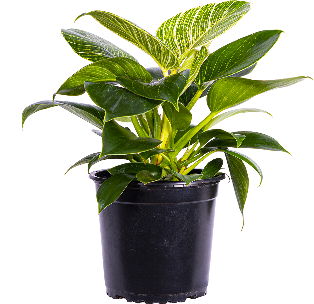 Philodendron Birkin (M)