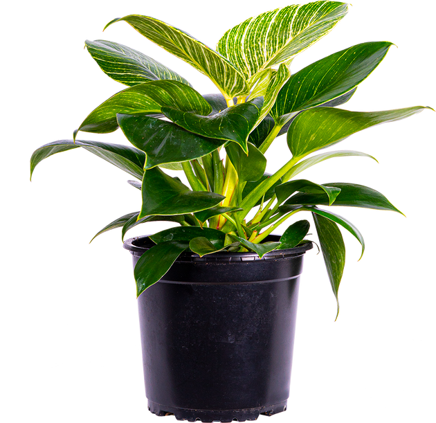 Philodendron Birkin | 6