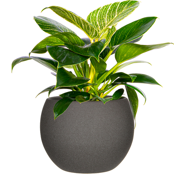 birkin pothos Philodendron Birkin | 6" Pot | Easy Care Houseplant