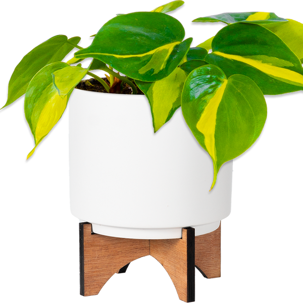 Philodendron Brazil | 4