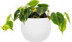 Philodendron Brazil (L)