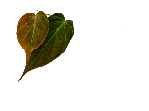 philodendron micans spots on leaves Philodendron Micans | 4" Pot | Easy Care Houseplant