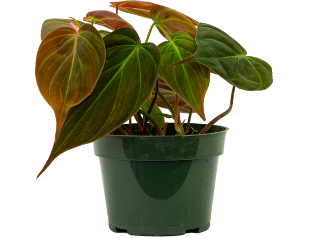 philodendron micans care Philodendron Micans | 4" Pot | Easy Care Houseplant