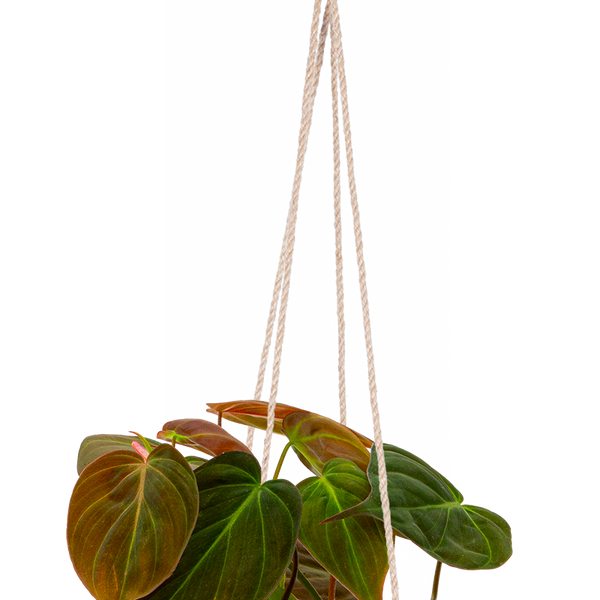 Philodendron Micans | 4