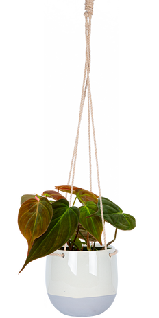 philodendron martianum for sale Philodendron Martianum Fat Boy | 4" Pot | Easy Care Houseplant