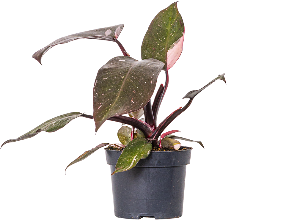 Philodendron Pink Princess (S)