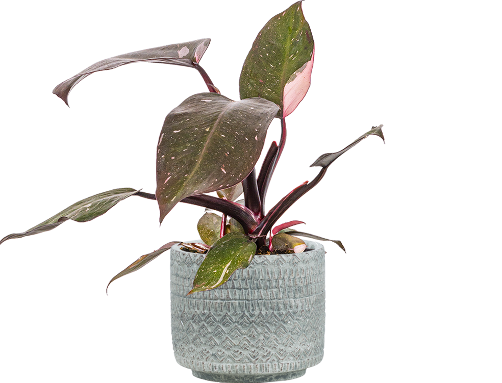 philodendron pink princess house plant 6cm pot Philodendron Pink Princess | 6" Pot | Easy Care Houseplant