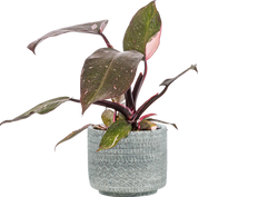 Philodendron Pink Princess (M)