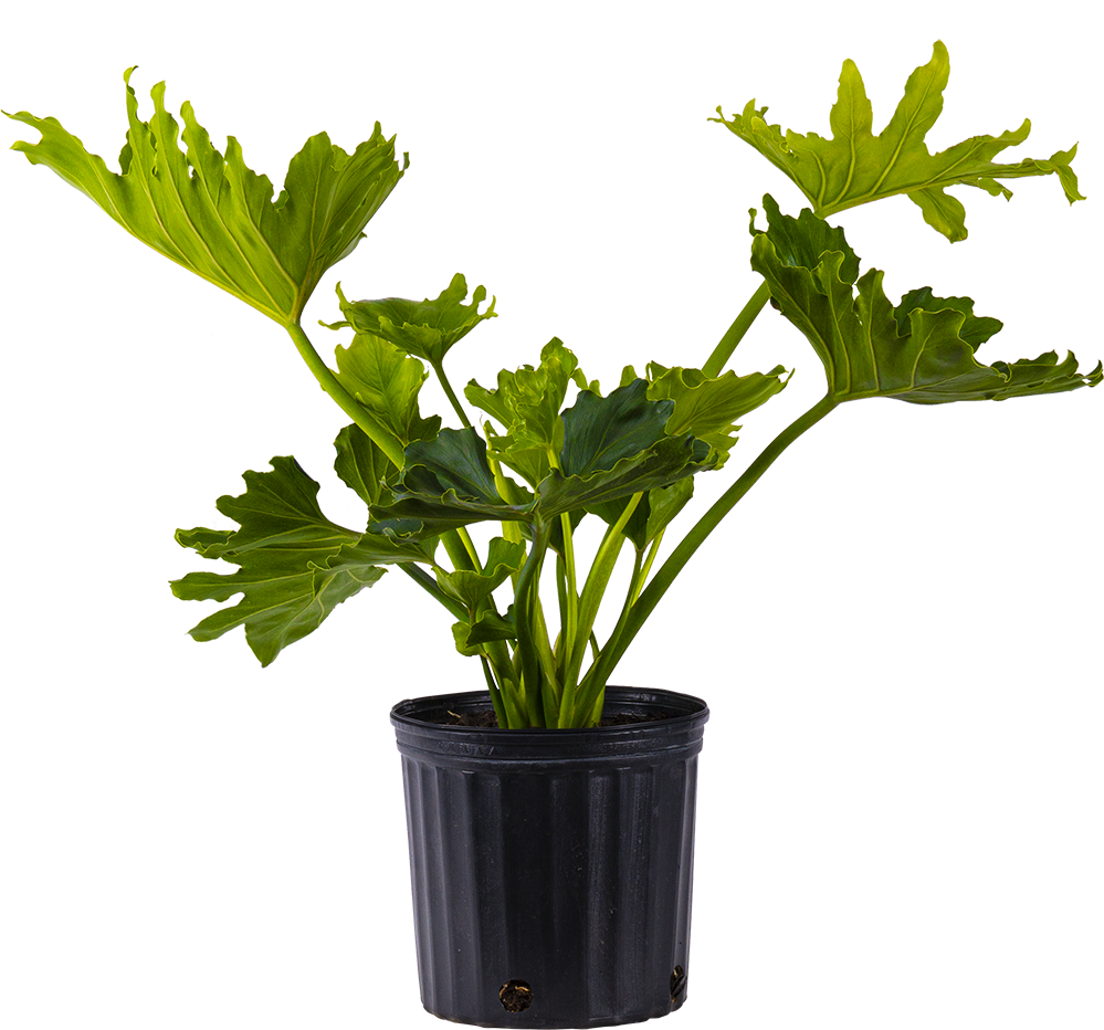 Philodendron Selloum (XL) | Hope