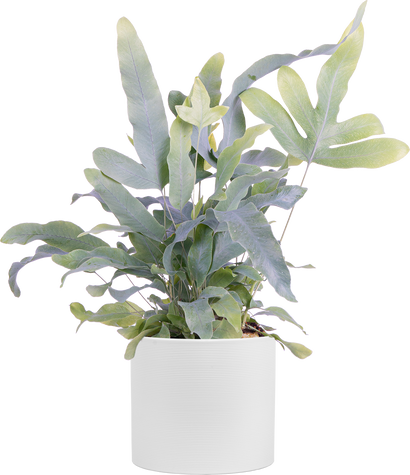 Phlebodium Aureum | Blue Star Fern (S)