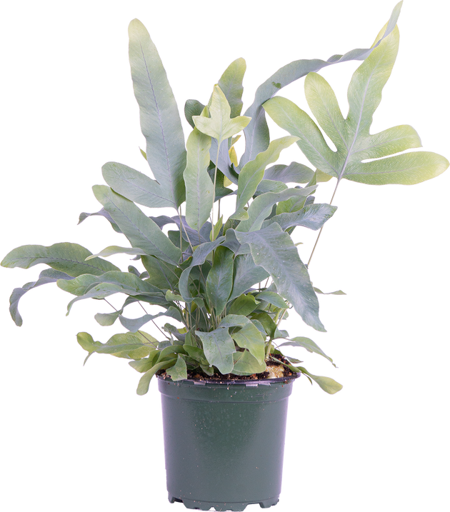 blue star fern houseplant Phlebodium Aureum | Blue Star Fern | 4" Pot | Pet Friendly Houseplant