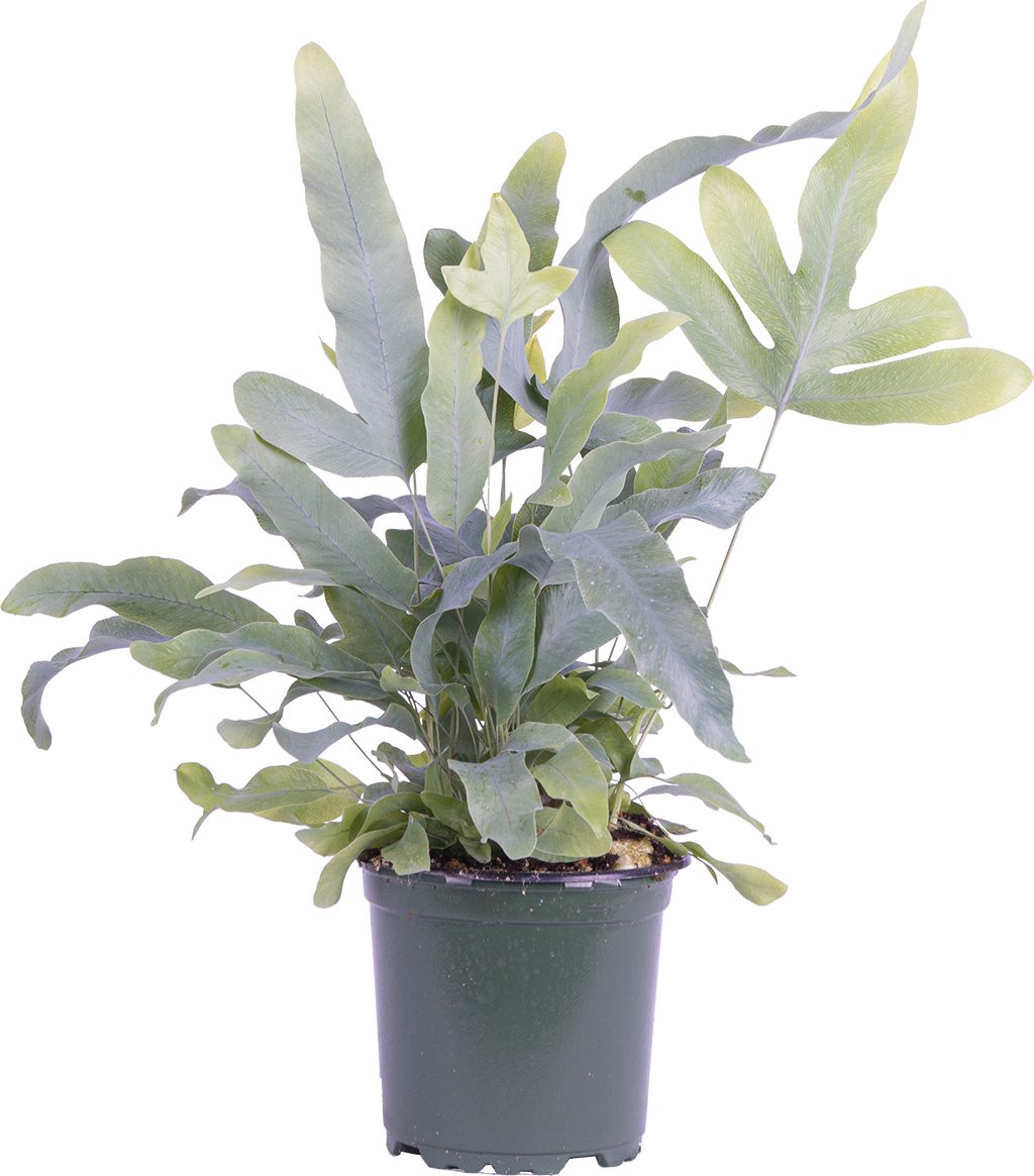 Phlebodium Aureum | Blue Star Fern (S)
