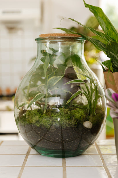 Boris the Terrarium | L