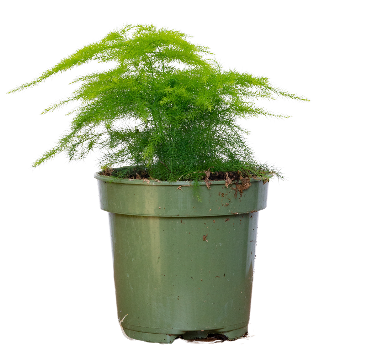 Asparagus Plumosus | Plumosa Fern (S)