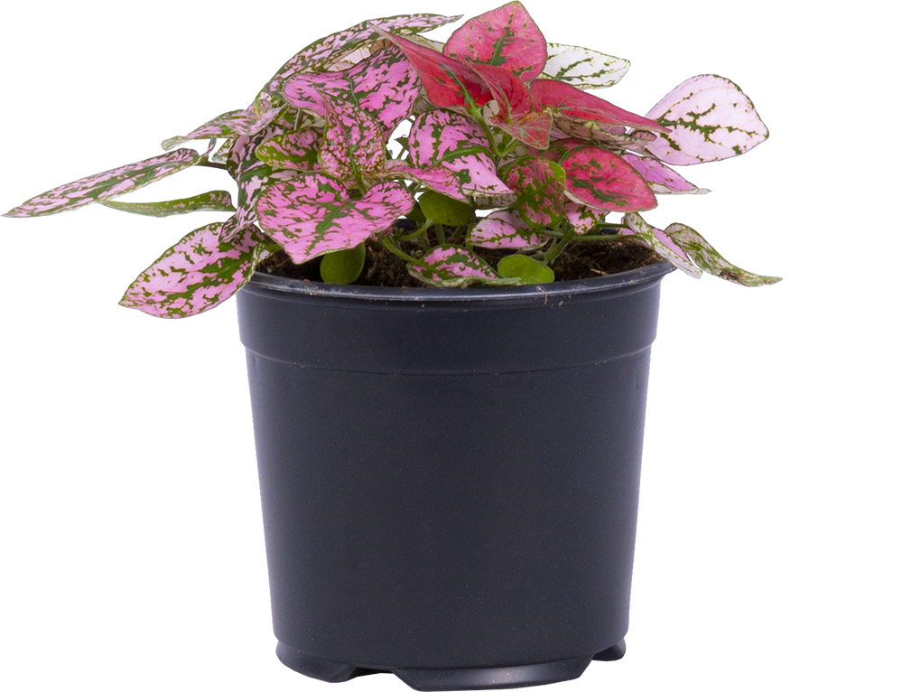 Polka Dot | Hypoestes (S)