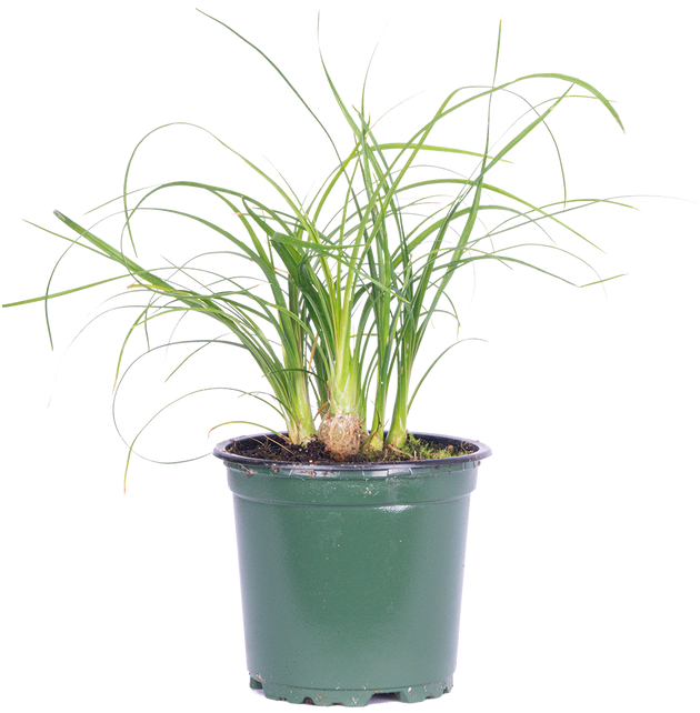 palm ponytail plant care Ponytail Palm | Beaucarnea | 4" Pot | Pet Friendly And Easy Care Houseplant