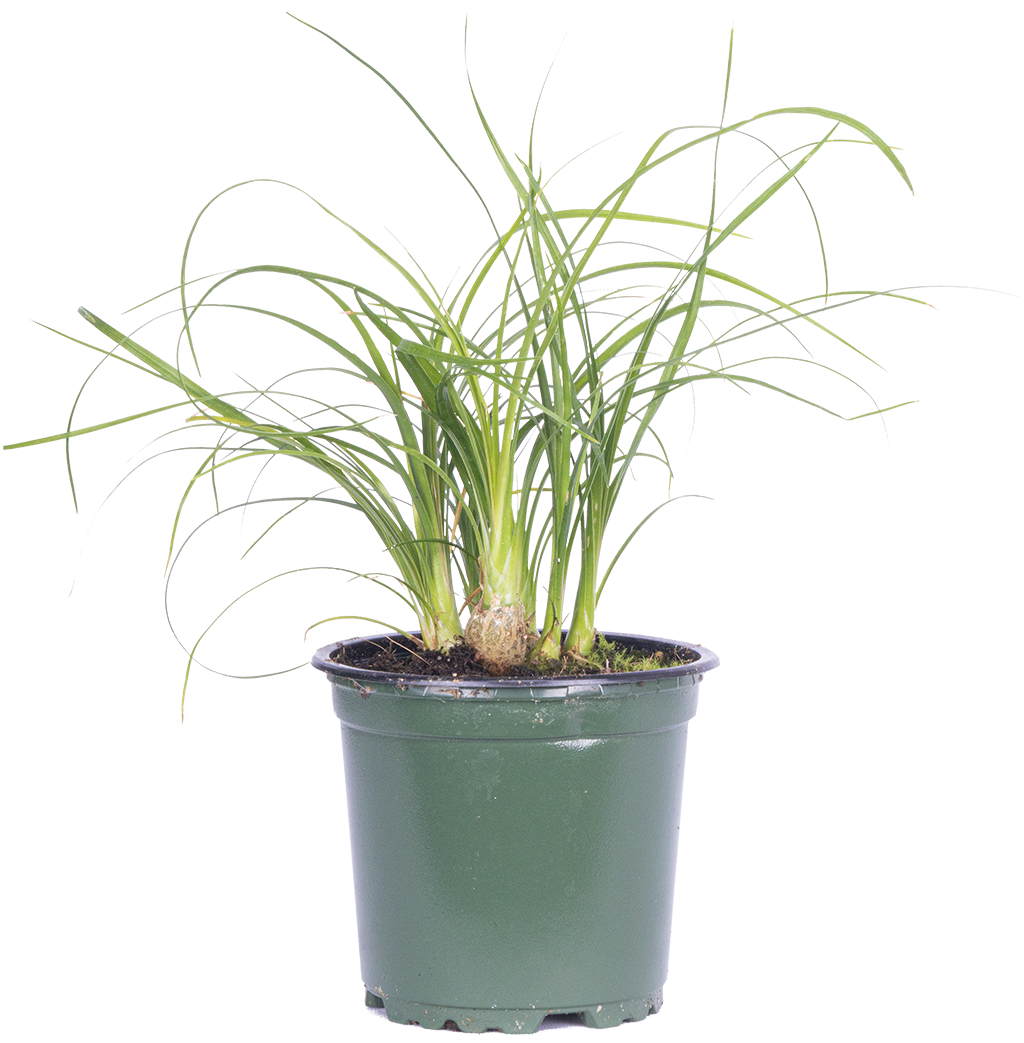 Ponytail Palm | Beaucarnea (S)