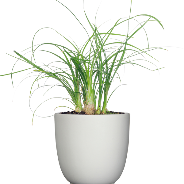 best soil for ponytail palm Ponytail Palm | Beaucarnea | 4" Pot | Pet Friendly And Easy Care Houseplant