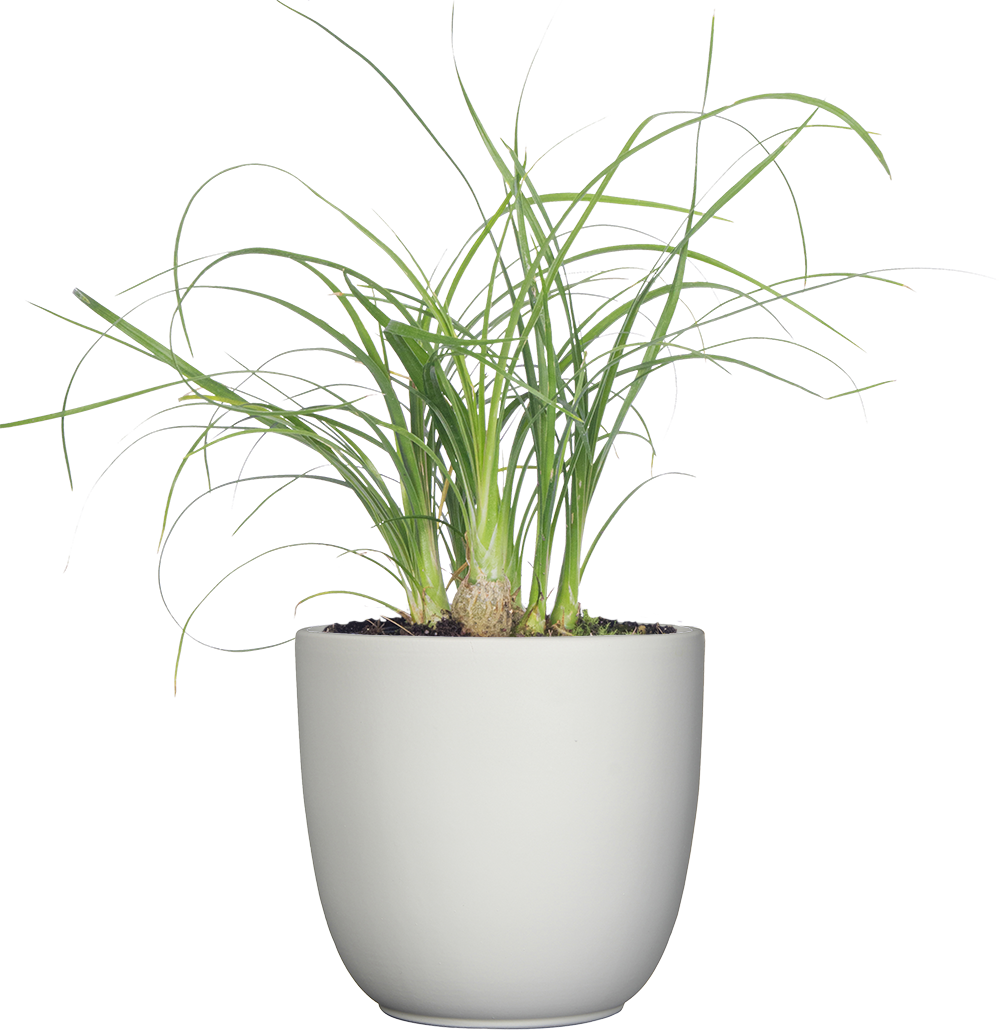 pots for ponytail palm Ponytail Palm