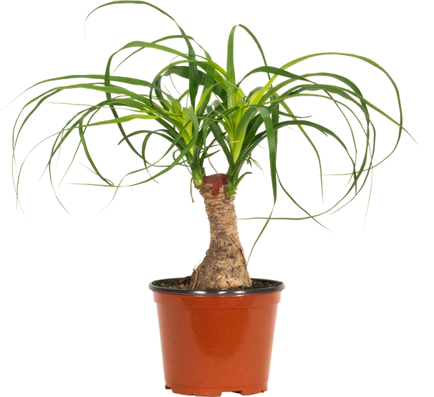 ponytail palm stump Ponytail Palm Stump | Beaucarnea | 6" Pot | Pet Friendly And Easy Care Houseplant