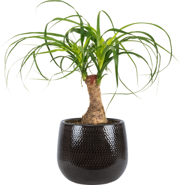 Ponytail Palm Stump | Beaucarnea | 6