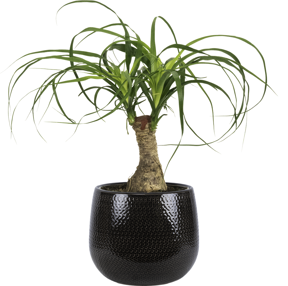 palm ponytail stump Ponytail Palm Stump | Beaucarnea | 6