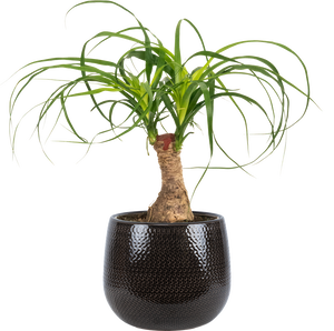 palm ponytail stump Ponytail Palm Stump | Beaucarnea | 6