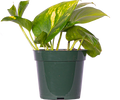 Shade Tolerant