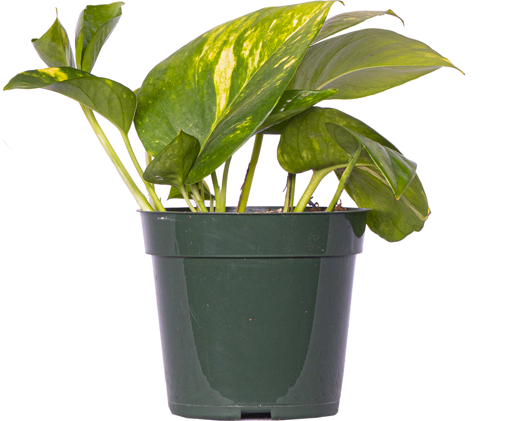 Epipremnum Aureum | Pothos Gold (S)