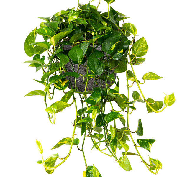Epipremnum Aureum | Pothos Gold | 8