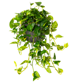 Epipremnum Aureum | Pothos Gold (L)