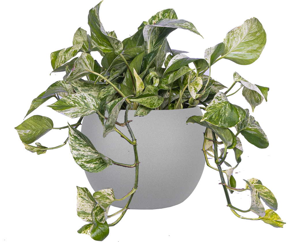 marble queen pothos hanging plant Epipremnum | Pothos Marble Queen | 8" Pot | Easy Care Houseplant