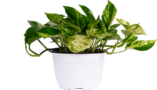 pothos queen marble care Epipremnum | Pothos Marble Queen | 6" Pot | Easy Care Houseplant