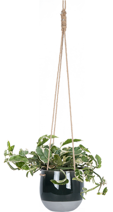 epipremnum dragon tail - pothos Epipremnum Pinnatum | Variegated Dragon Tail | 6" Pot | Easy Care Houseplant