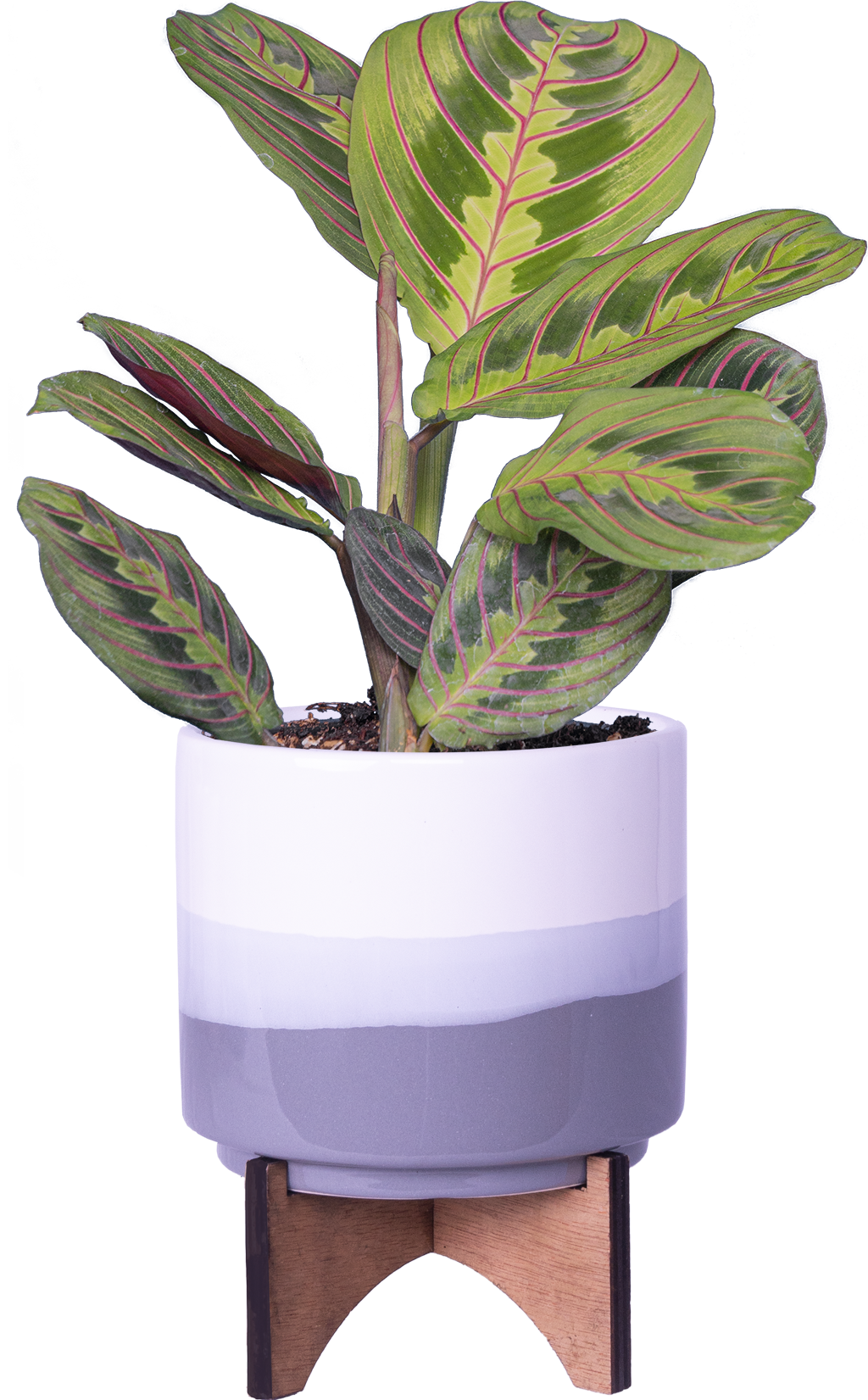maranta prayer plant red Maranta Leuconeura