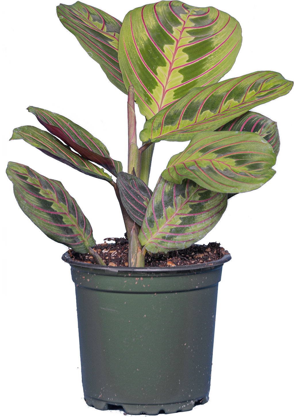 Maranta Leuconeura | Red Prayer Plant (S)