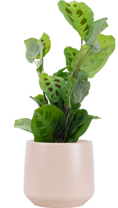 Maranta Kerchoveana | Green Prayer Plant (M)