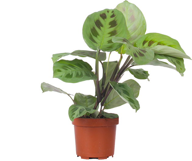 green prayer plant care Maranta Kerchoveana | Green Prayer Plant | 4" Pot | Pet Friendly And Easy Care Houseplant