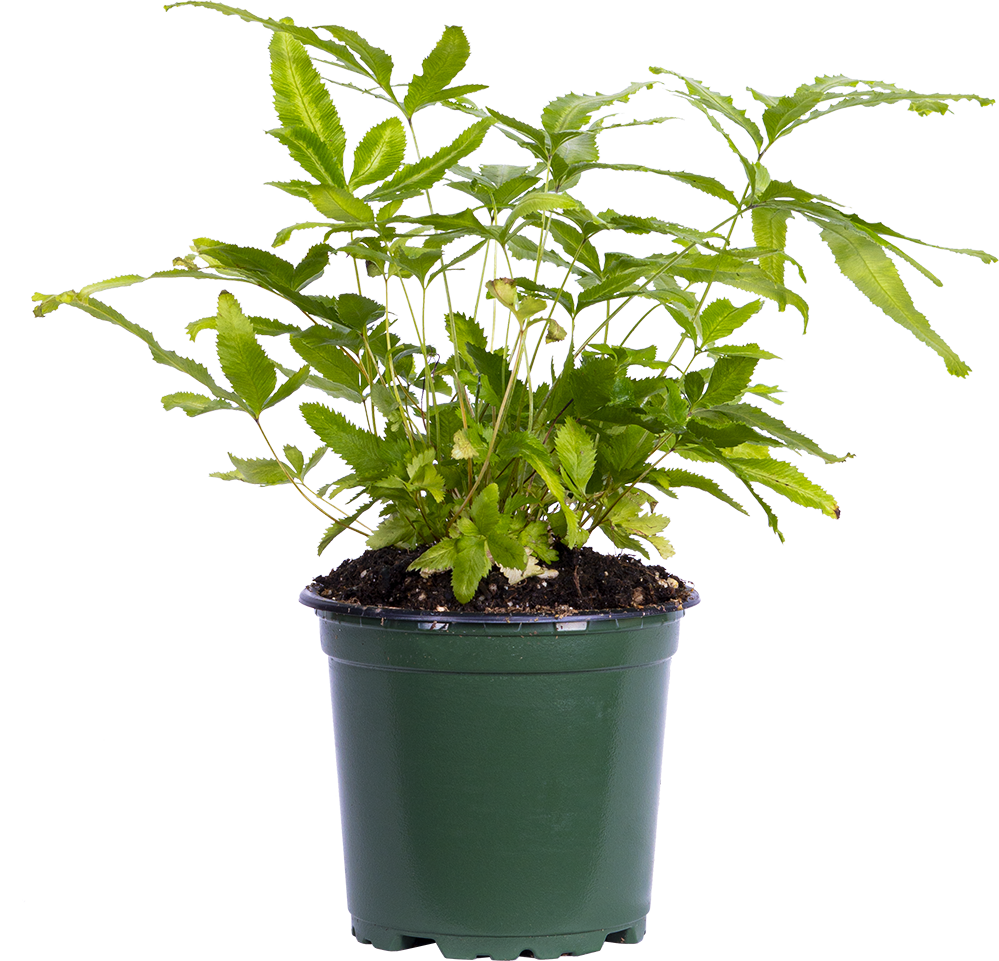 Pteris Cretica Fern (S)