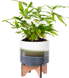 Pteris Cretica Fern (S)