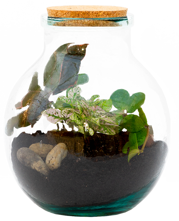terrarium plant pots Benny the Terrarium | S | 4" Pot | Easy Care Houseplant
