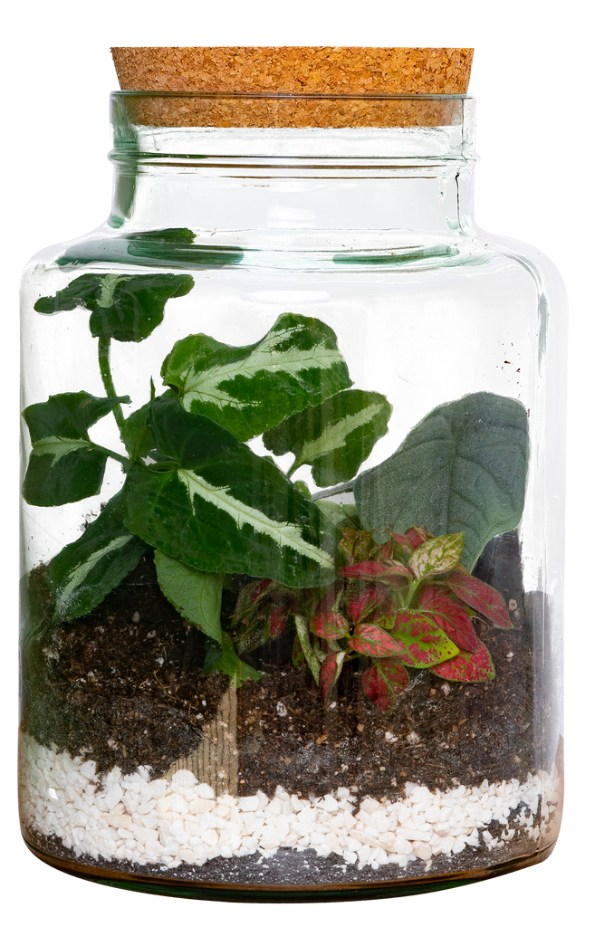 Chico the Terrarium | XS