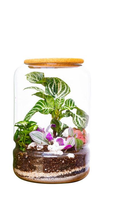 Tara the Terrarium | M