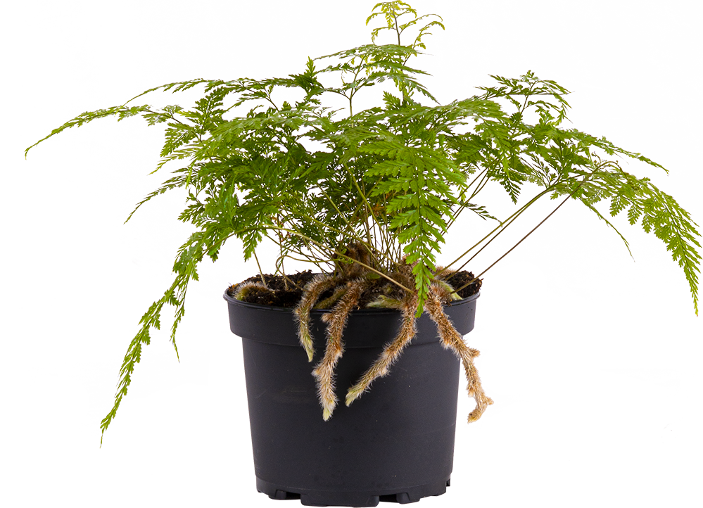 Davallia Fejeensis | Rabbits Foot Fern (M)