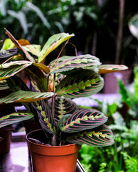 neon prayer plant maranta Maranta Leuconeura
