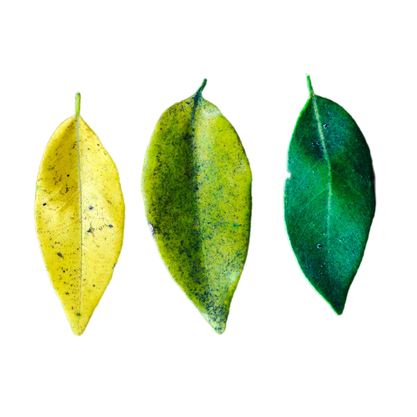 Tropical Rescue Plant Size (M) or 2x (S)